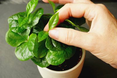 How to Grow Coffee Plants at Home