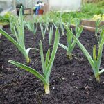 How to Grow Garlic