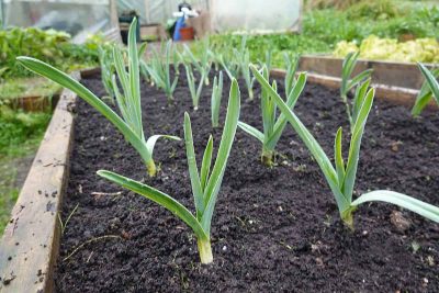 How to Grow Garlic