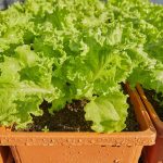 How to Grow Lettuce in a Container