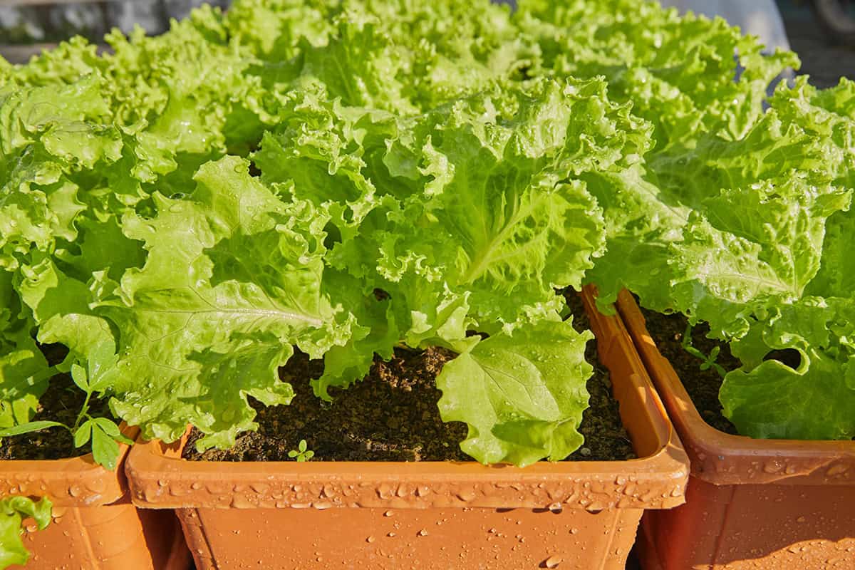 How to Grow Lettuce in a Container