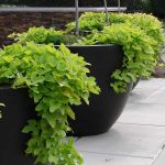 How to Grow Sweet Potatoes In Containers