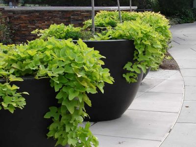 How to Grow Sweet Potatoes In Containers