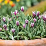 How to Grow Tulips In Pots
