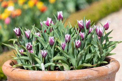 How to Grow Tulips In Pots