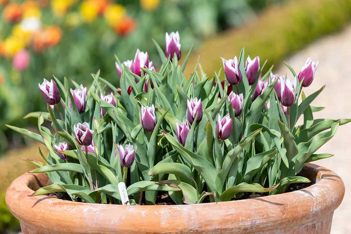 How to Grow Tulips In Pots