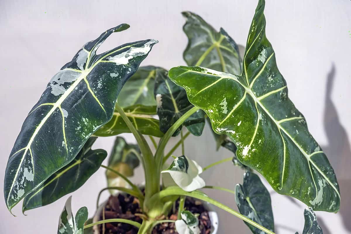 How to Grow and Care for Alocasia Frydek