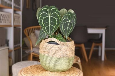 How to Grow and Care for Anthurium Clarinervium