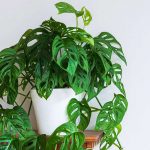 How to Grow and Care for Monstera Adansonii