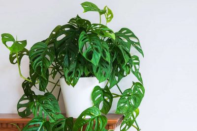 How to Grow and Care for Monstera Adansonii