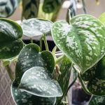 How to Grow and Care for Scindapsus Pictus