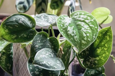 How to Grow and Care for Scindapsus Pictus