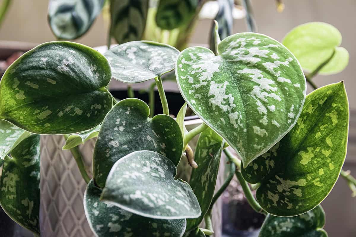 How to Grow and Care for Scindapsus Pictus