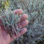 How to Propagate Lavender from Cuttings