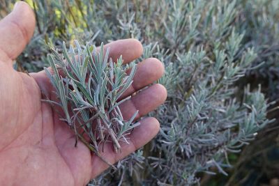 How to Propagate Lavender from Cuttings