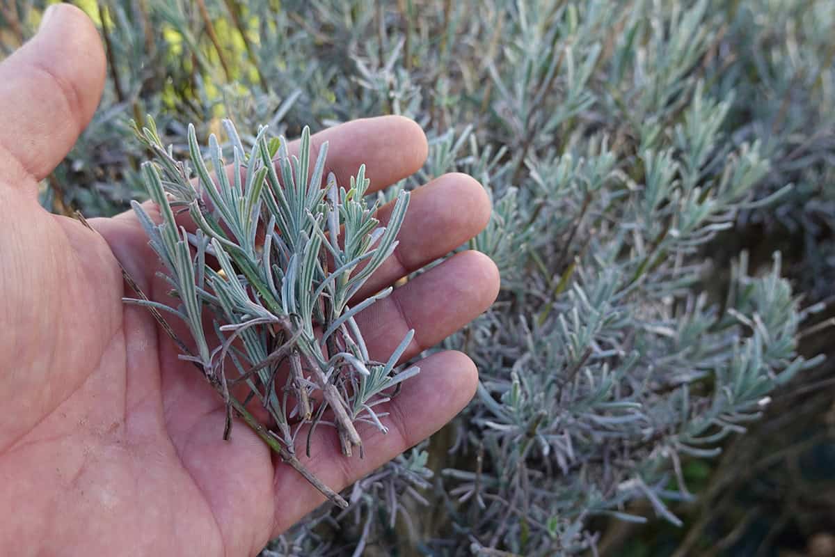How to Propagate Lavender from Cuttings