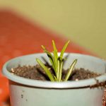 How to Propagate Rosemary