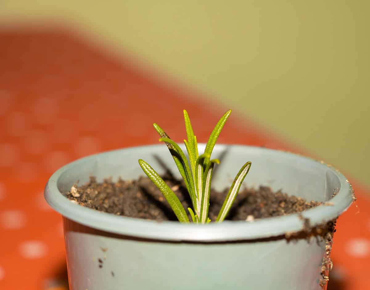 How to Propagate Rosemary