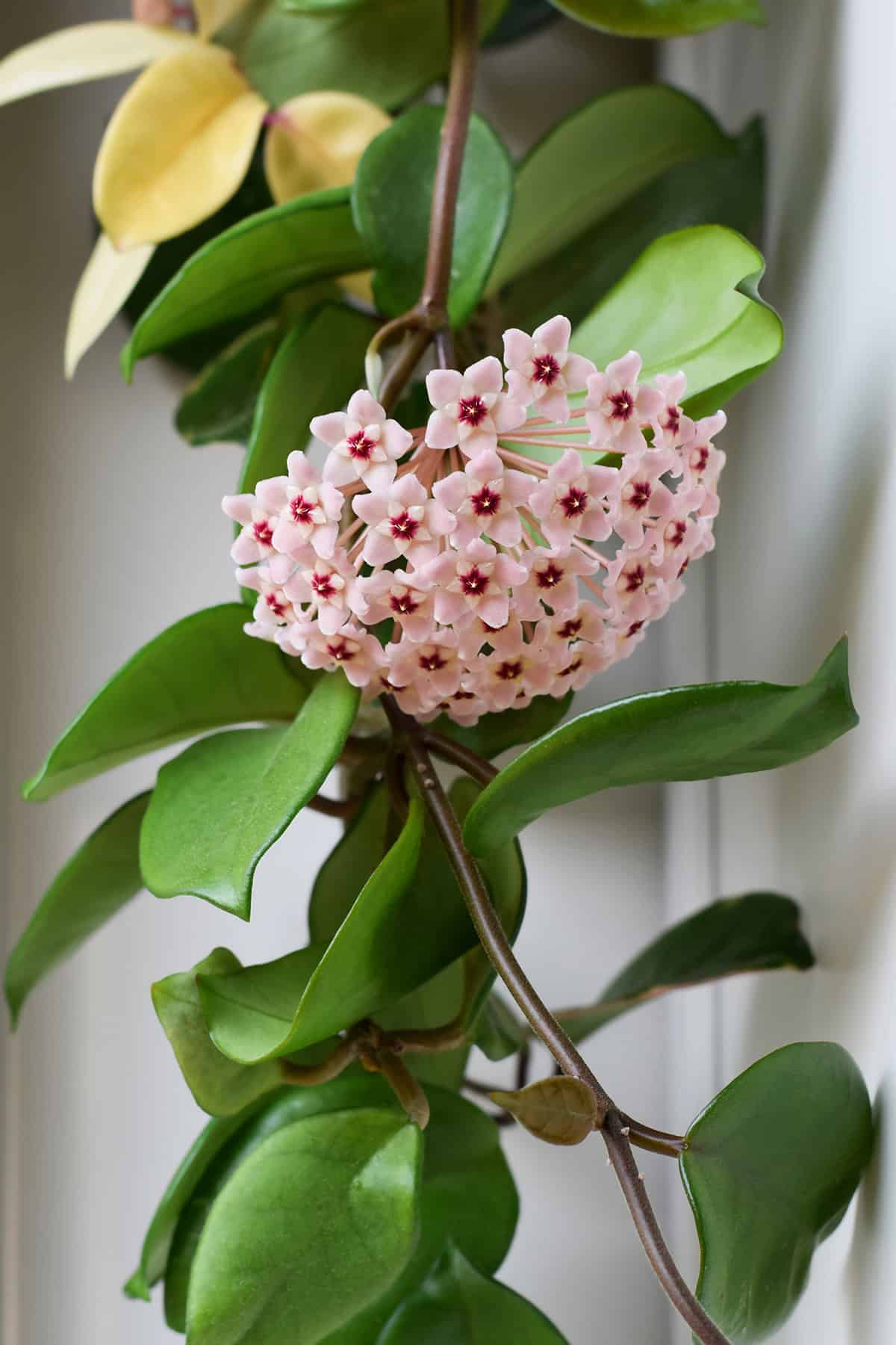 Hoya (Wax Plant)