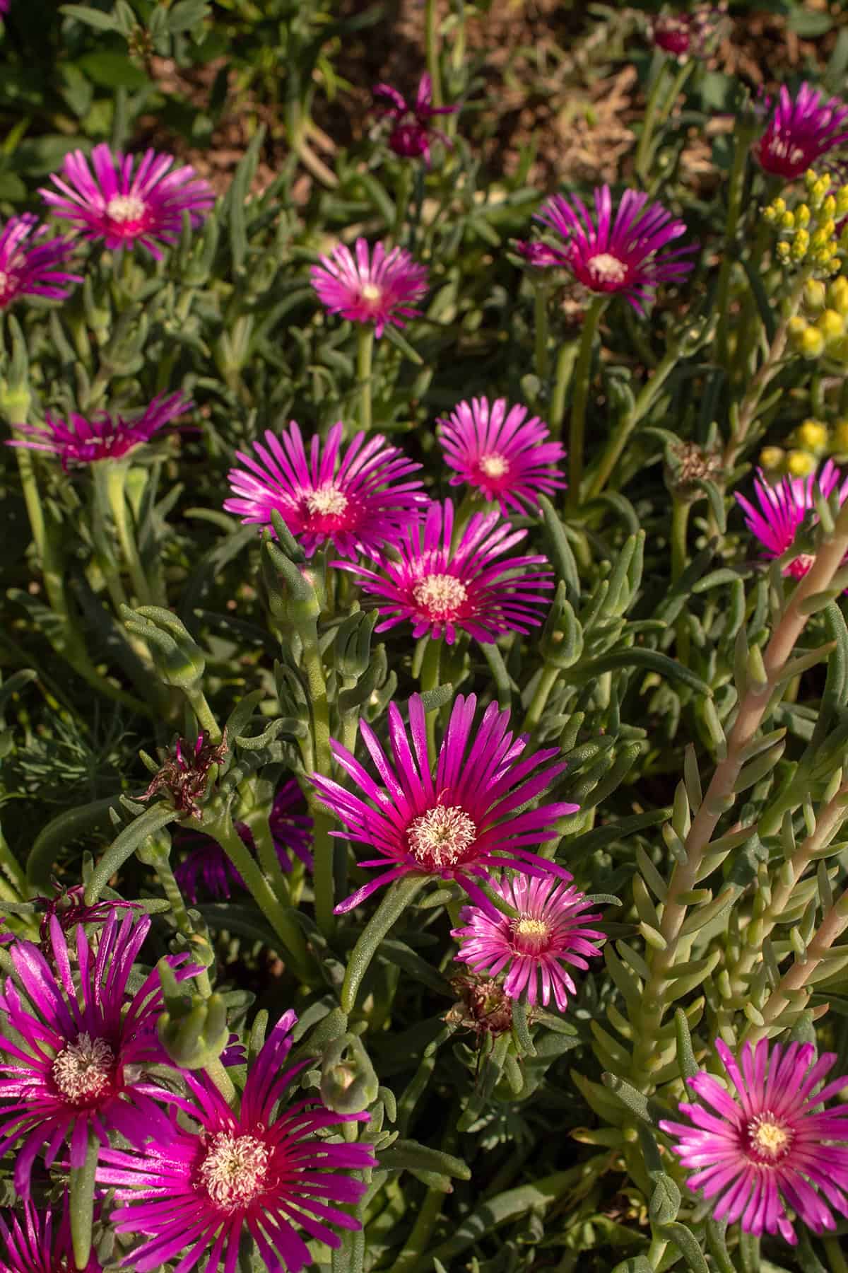 Ice Plant (Delosperma cooperi)
