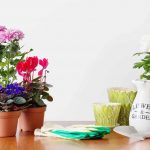 Indoor Plants That Bloom Again and Again