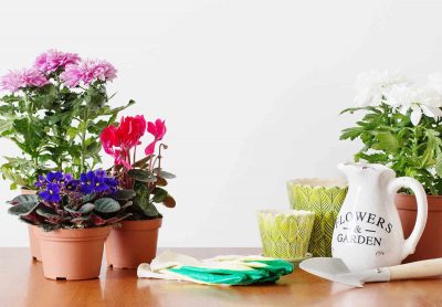 Indoor Plants That Bloom Again and Again