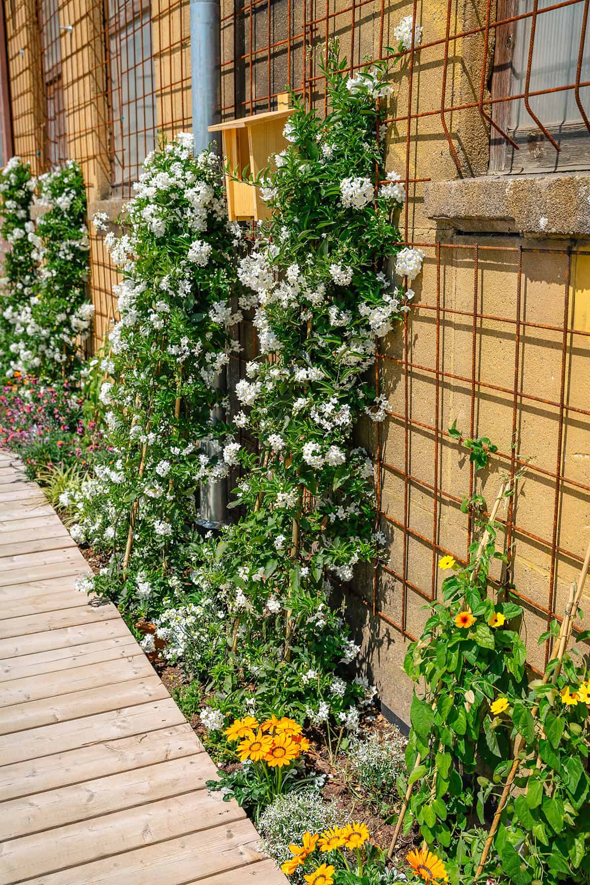 Install A Basic Trellis