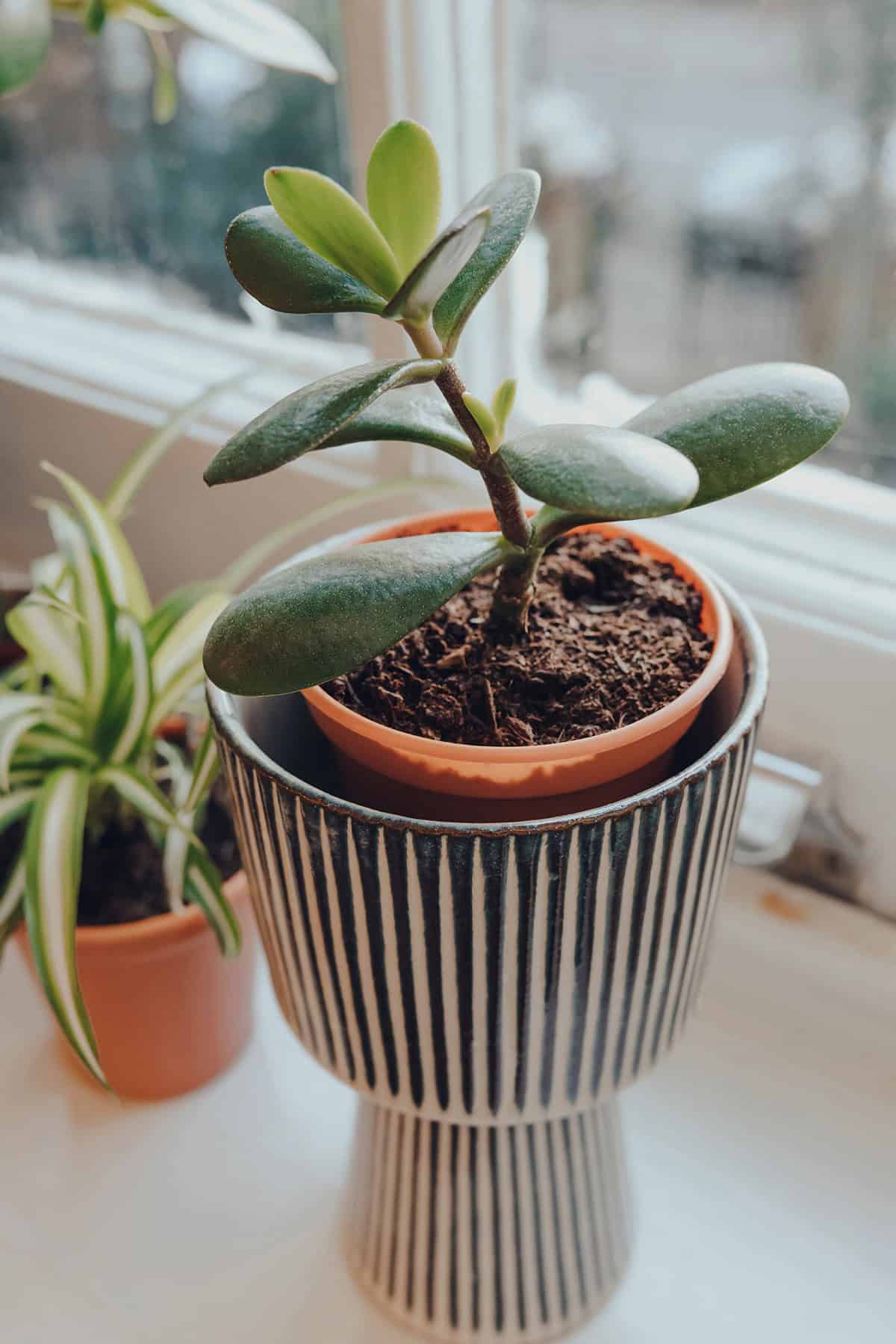 Jade Plant (Crassula ovata)