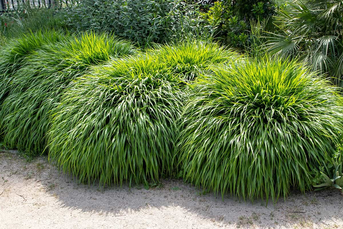 Japanese Forest Grass