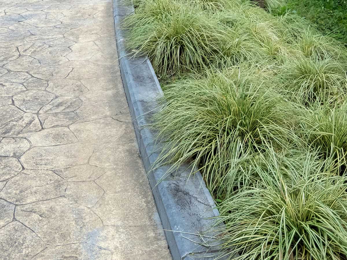 Japanese Sedge