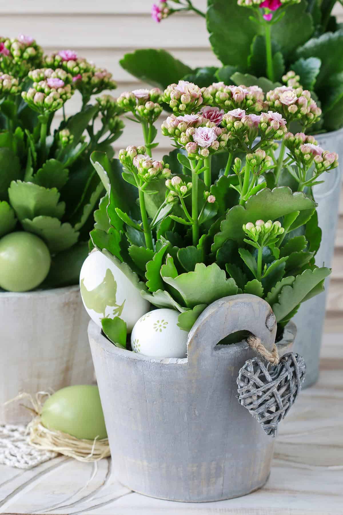 Kalanchoe (Kalanchoe Blossfeldiana)