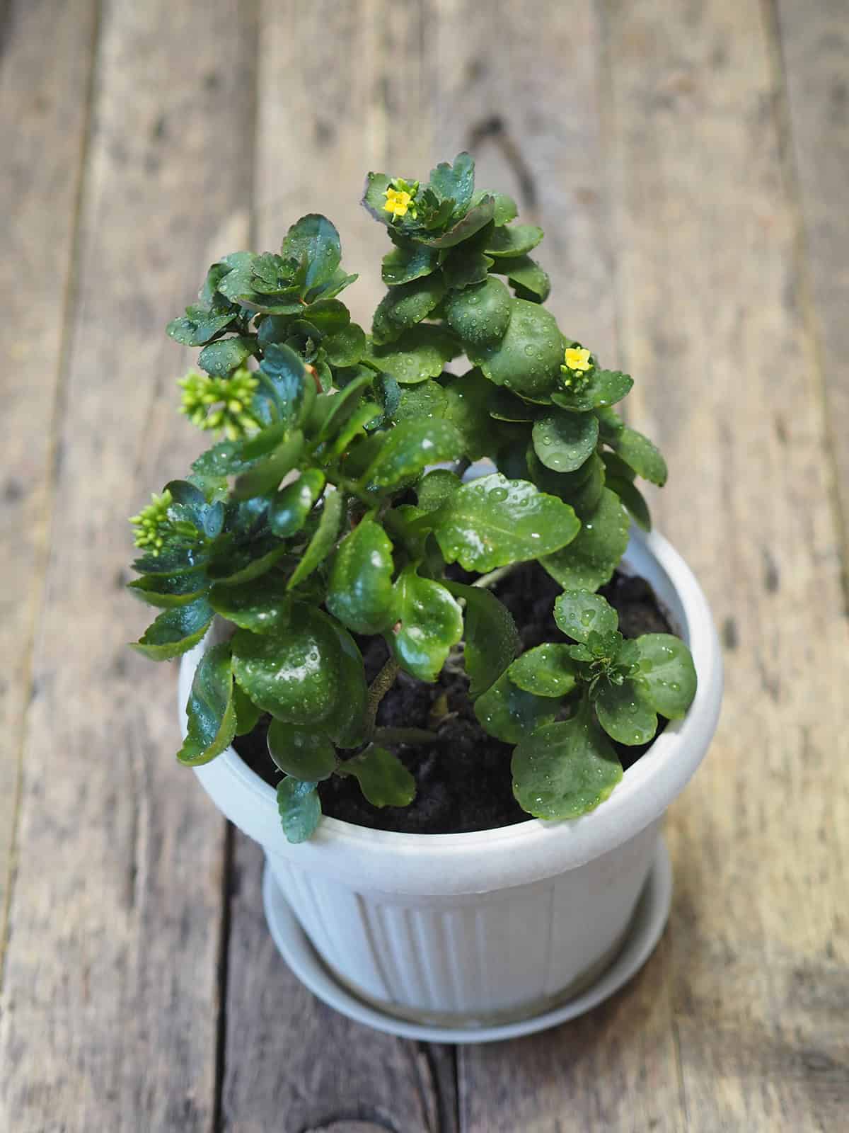 Kalanchoe