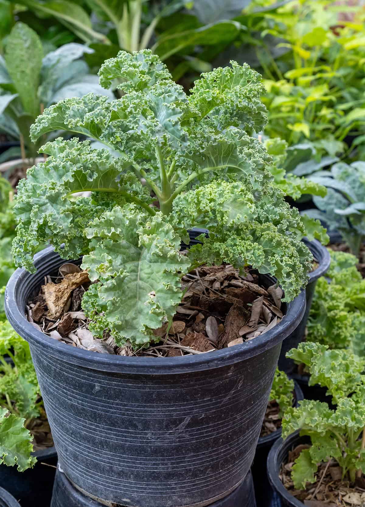 Kale
