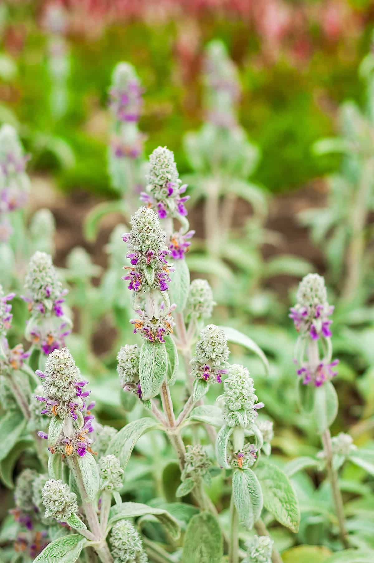 Lamb’s Ear