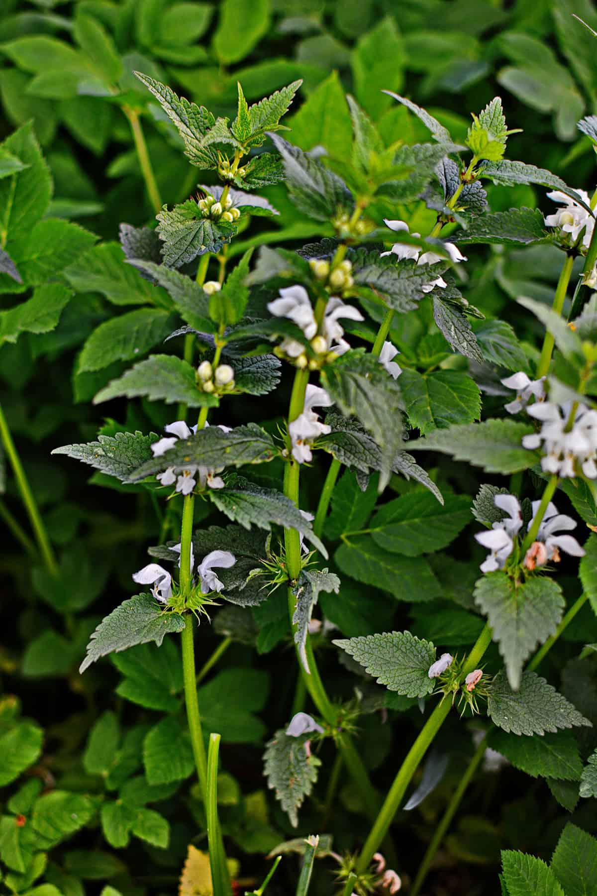 Lamium (Dead Nettle)