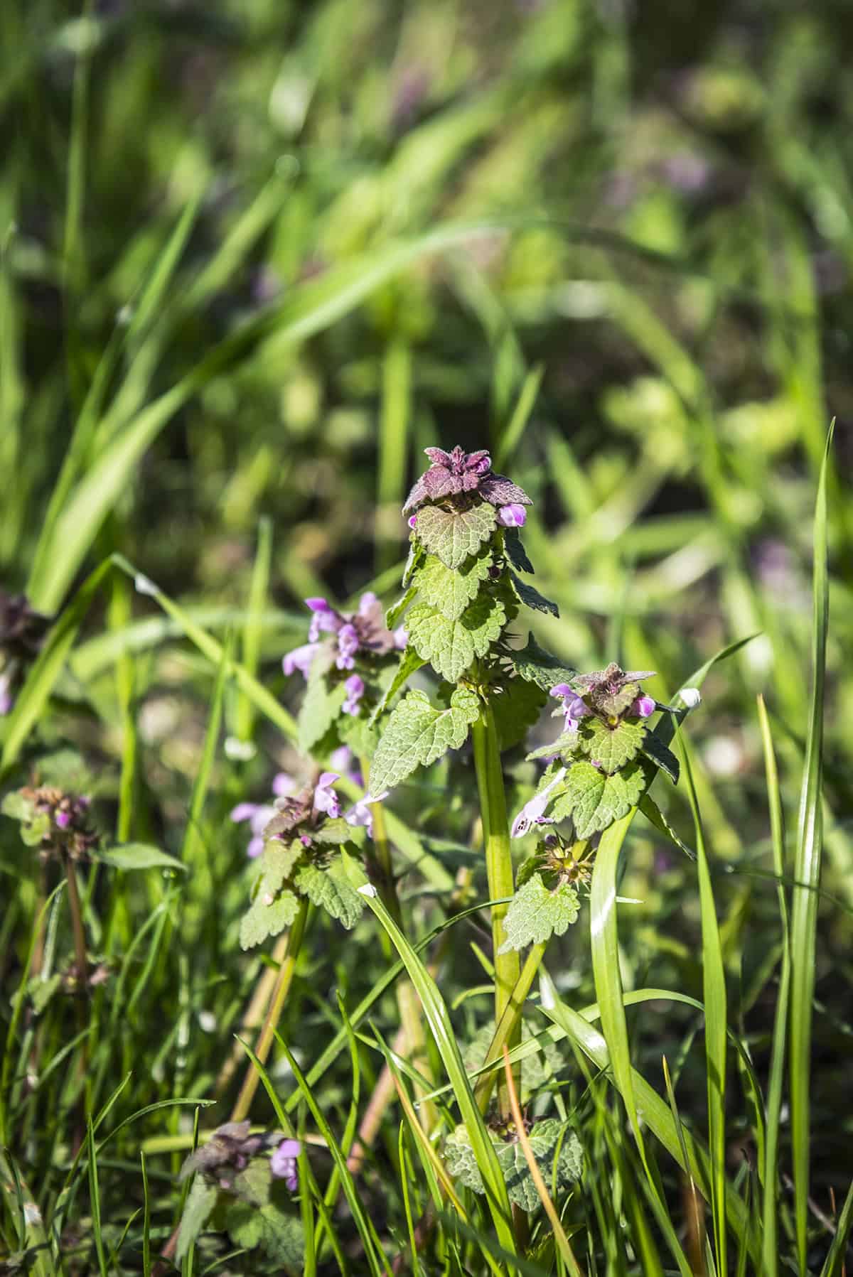 Lamium (Lamium maculatum)