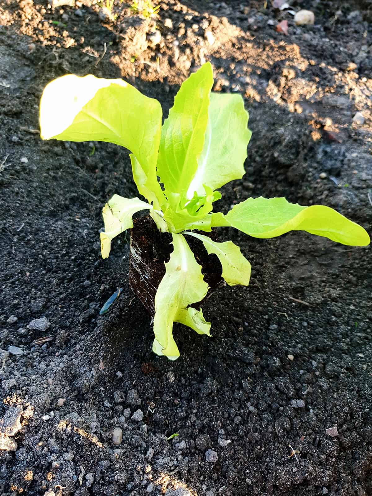Lettuce in Soil