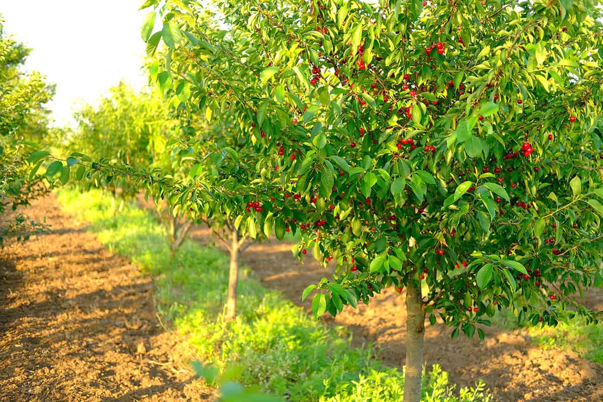 Light Cherry Trees