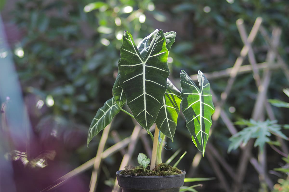 Light For Alocasia Frydek