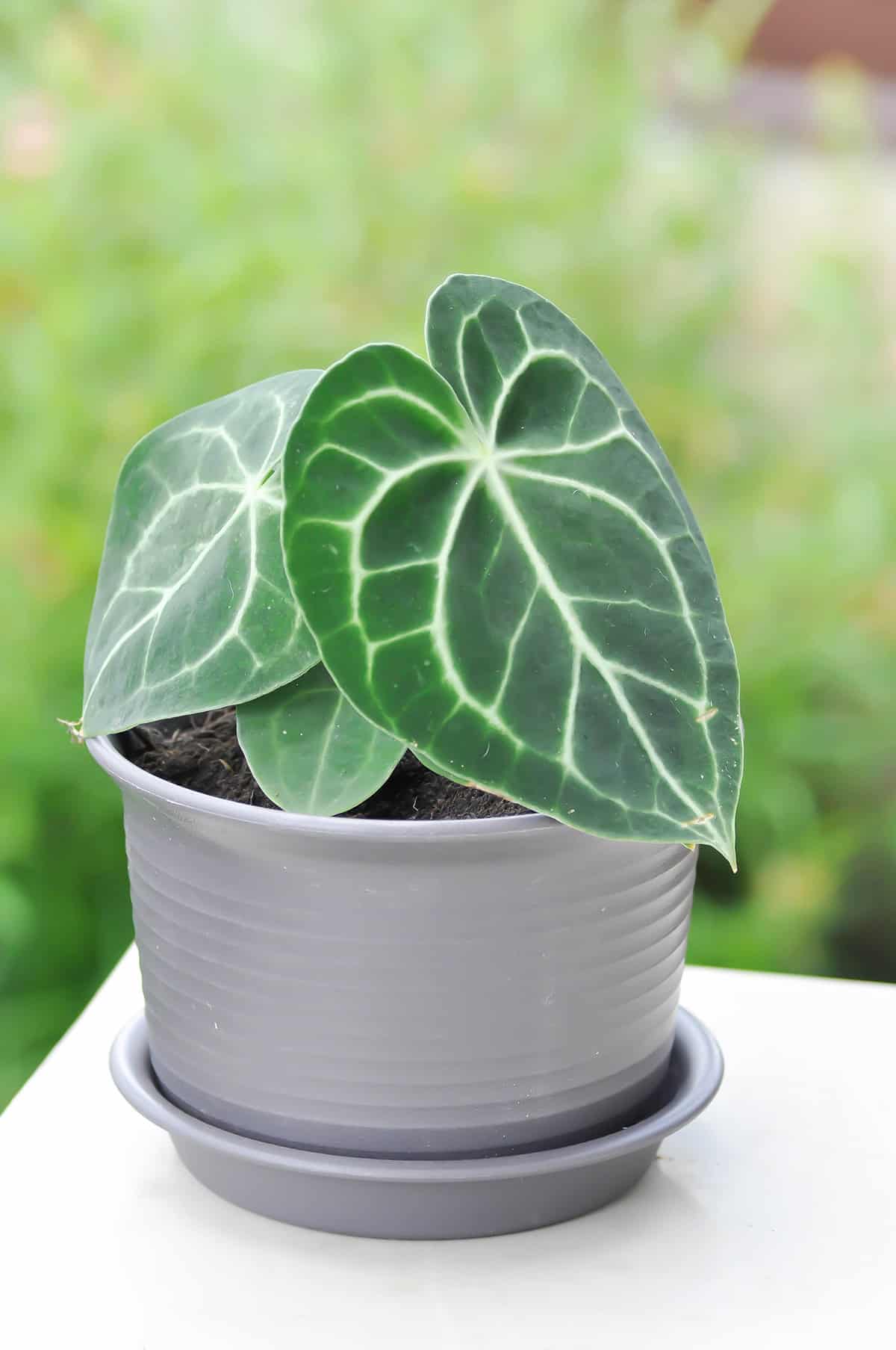 Light For Anthurium Clarinervium