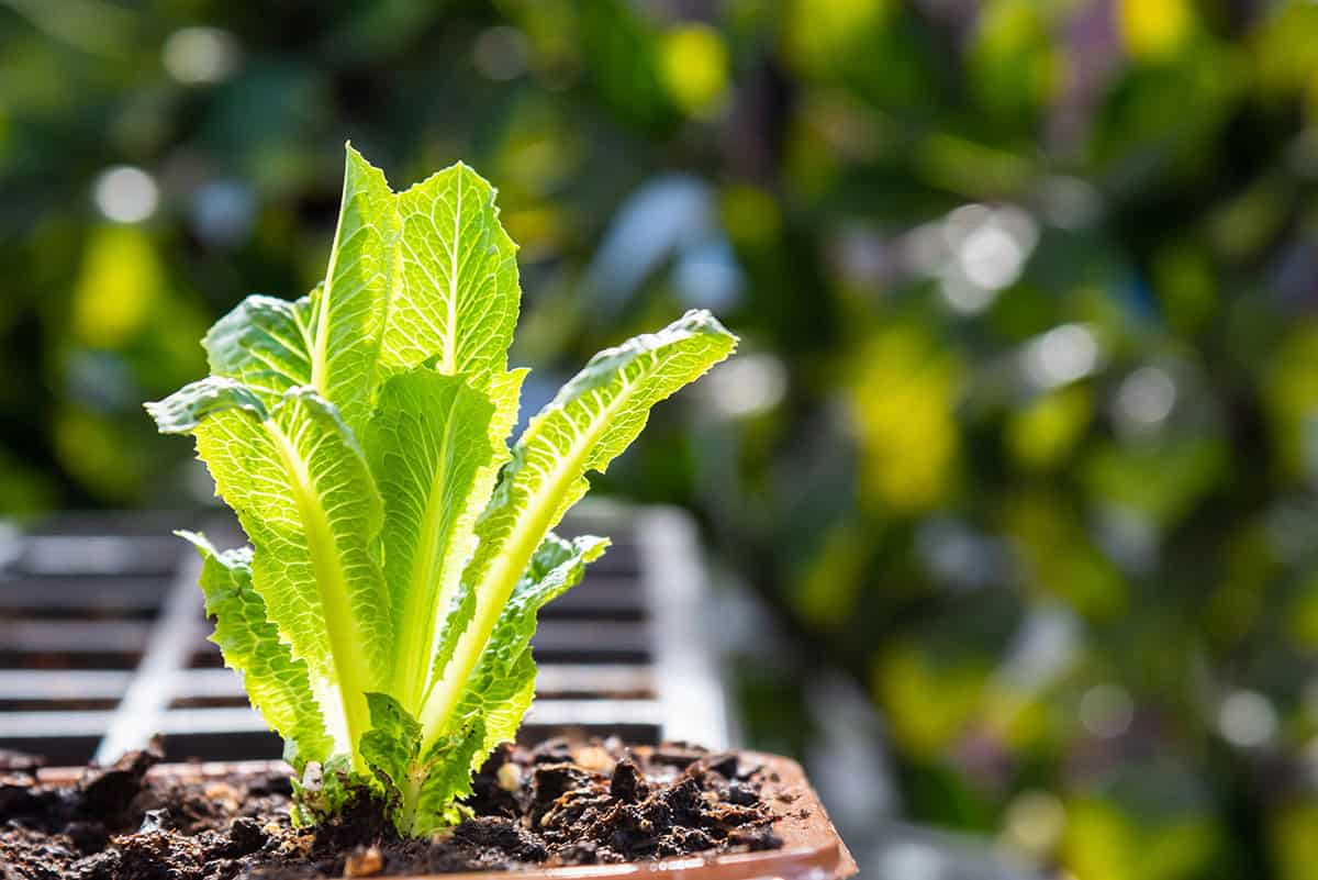 Light For Lettuce