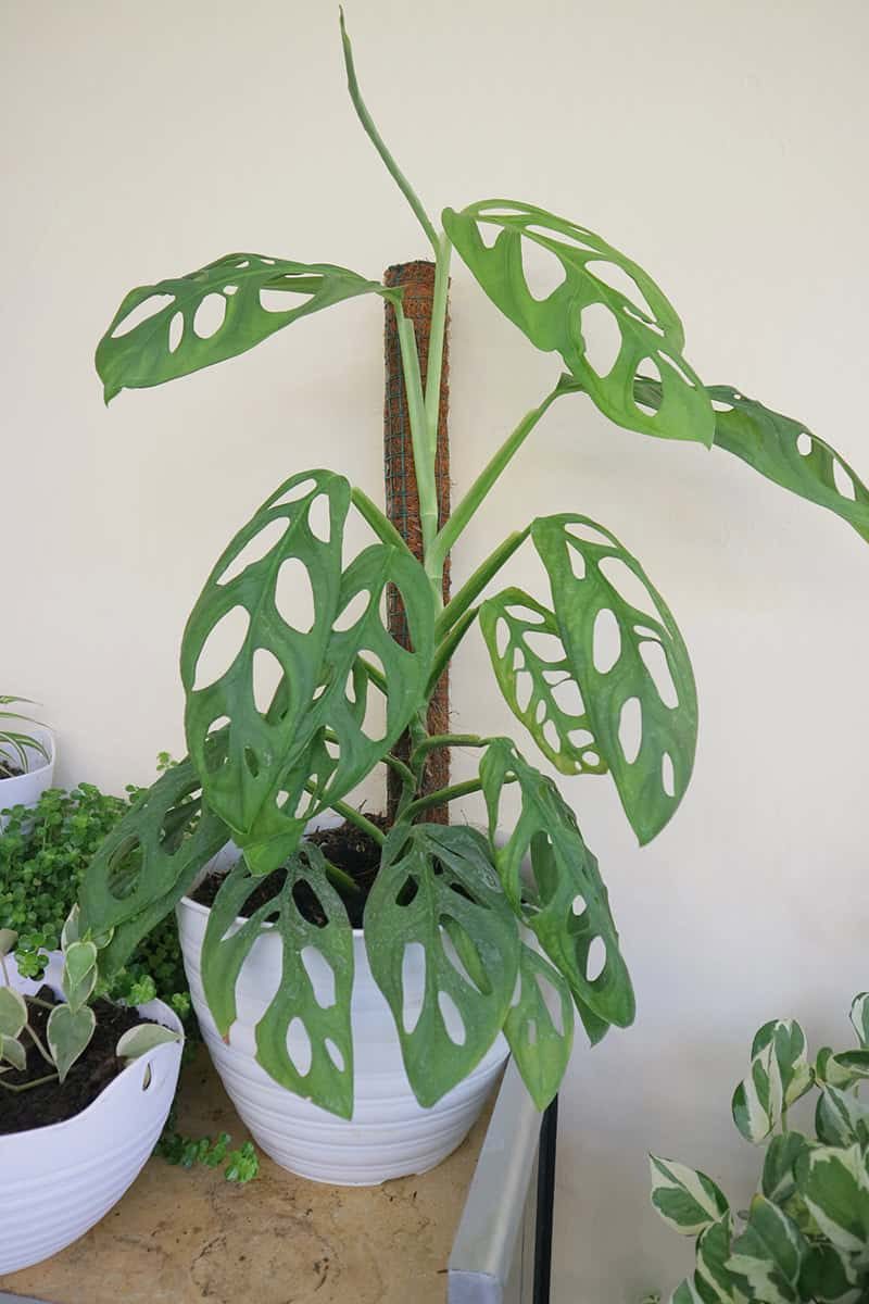 Light for Monstera Adansonii