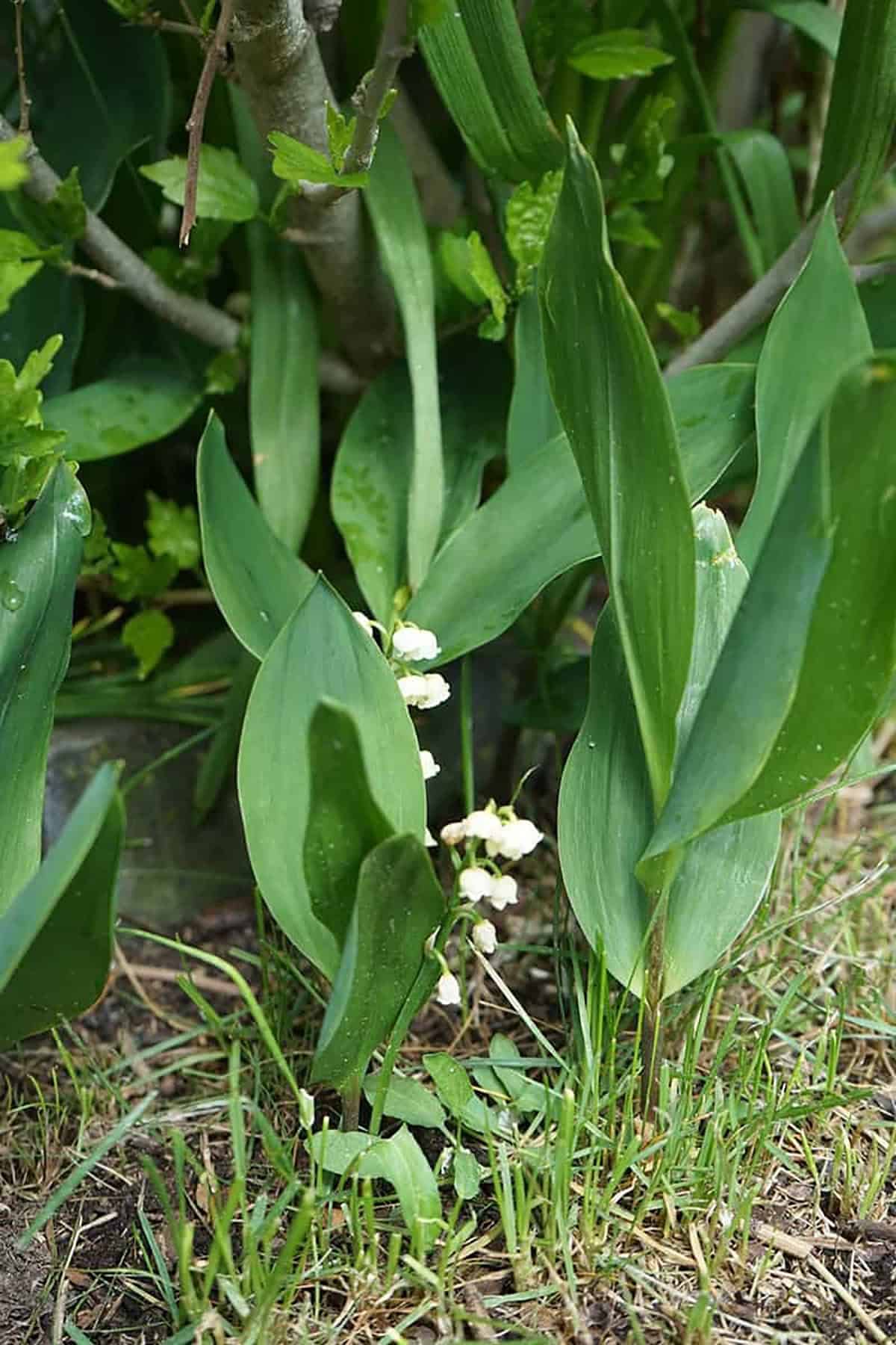 Lily Of The Valley Convallaria Majalis