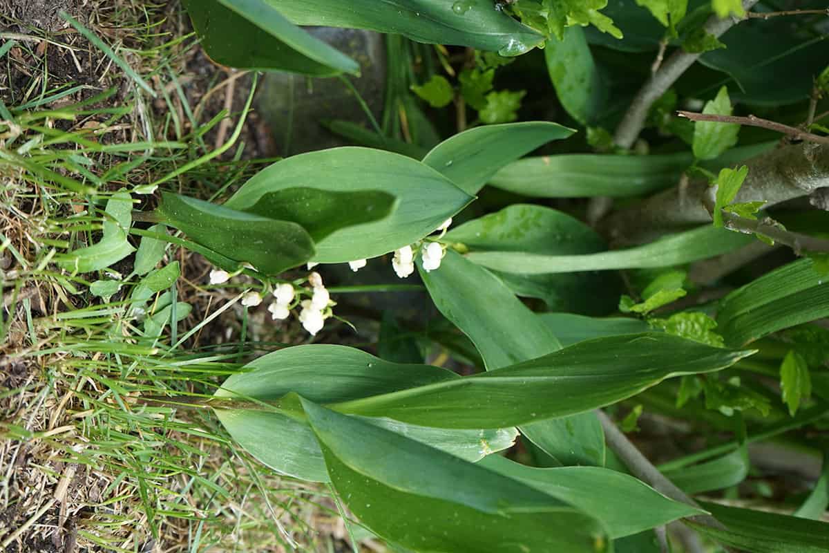 Lily Of The Valley (Convallaria Majalis)