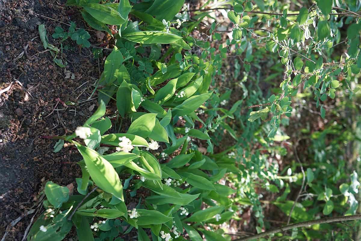 Lily Of The Valley (Convallaria majalis)