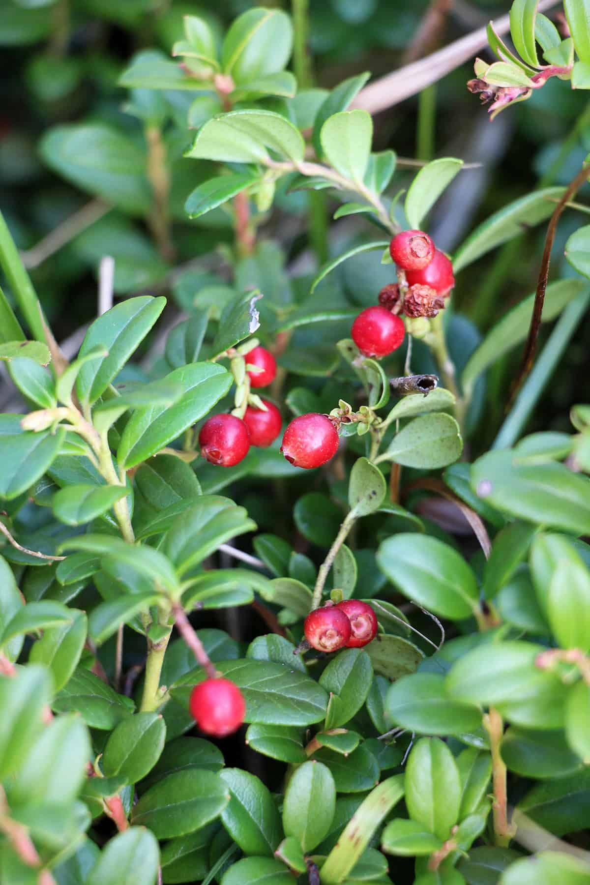 Lingonberries (Vaccinium vitis idaea)