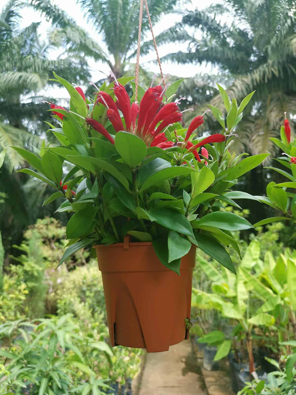 Lipstick Plant