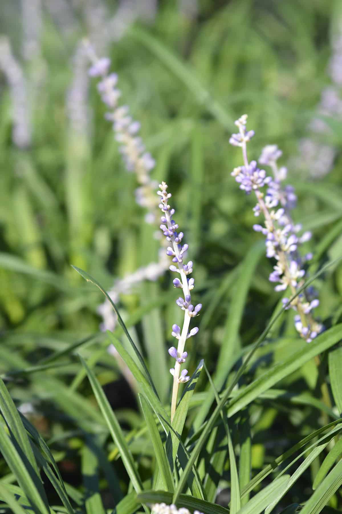 Liriope (Liriope muscari)