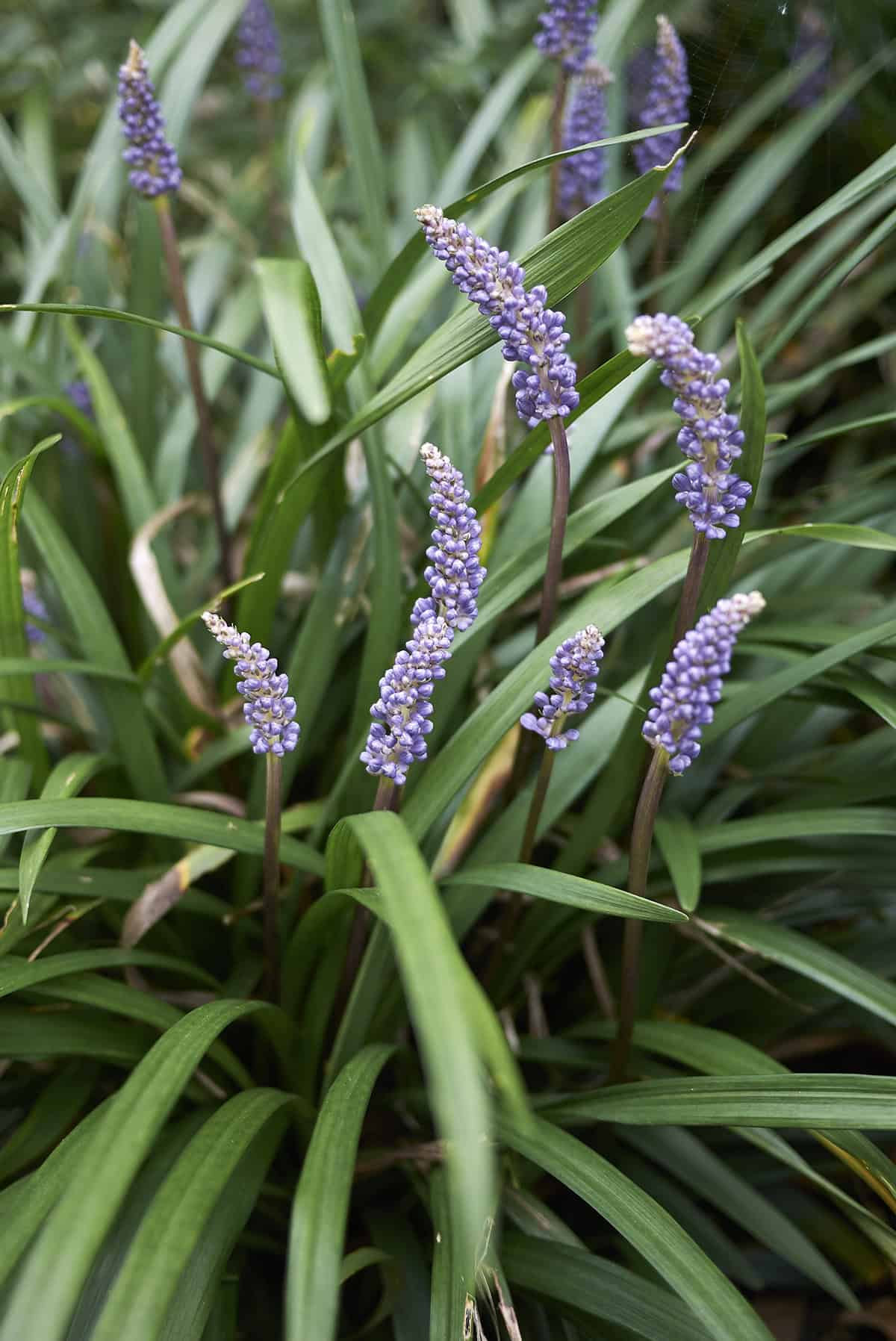 Liriope (Liriope muscari)