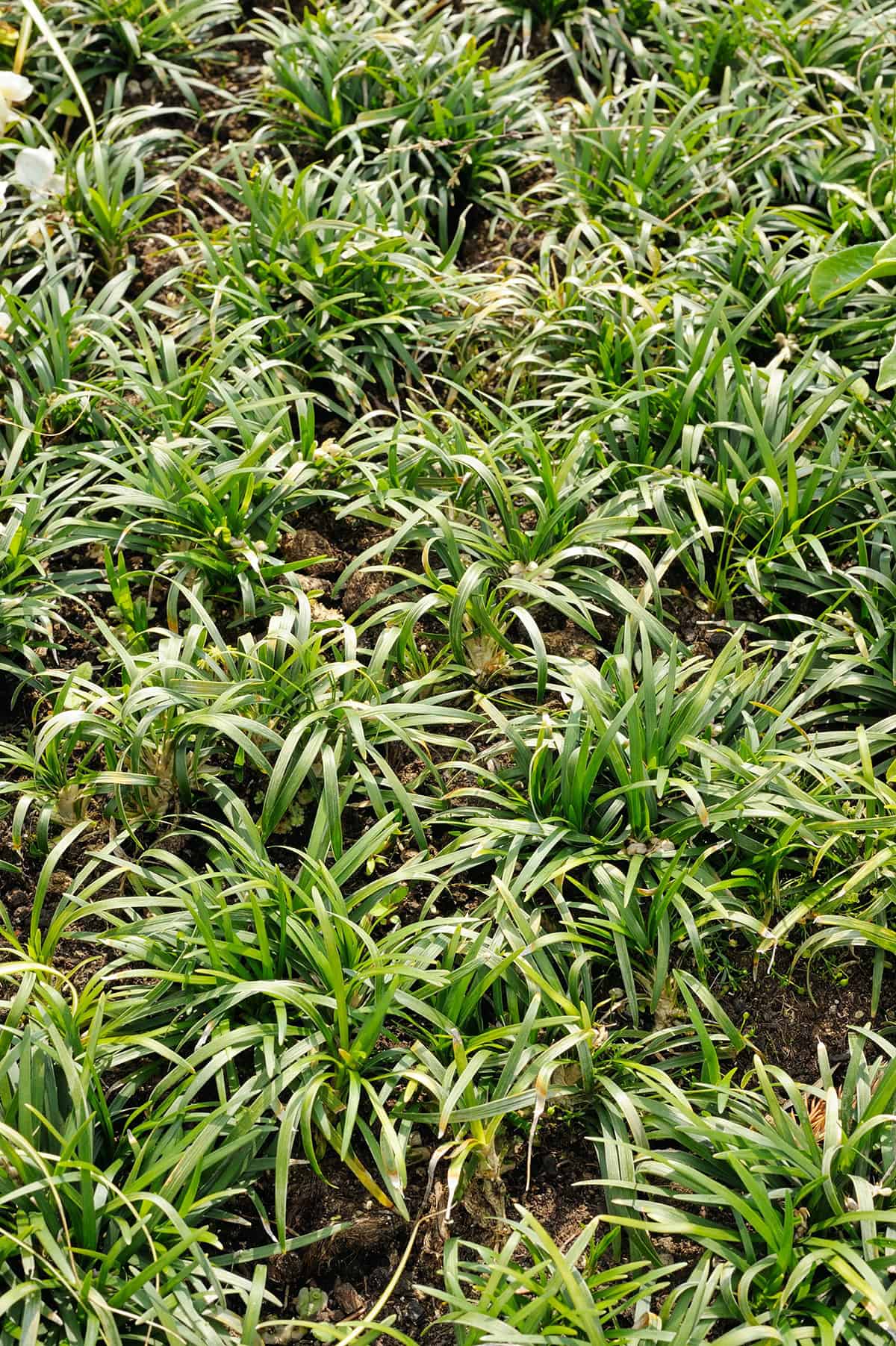 Mondo Grass (Ophiopogon japonicus)